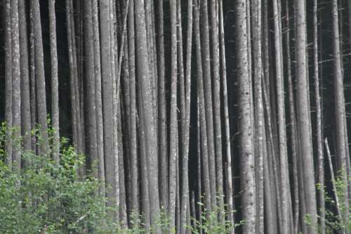 Red Alder Stand